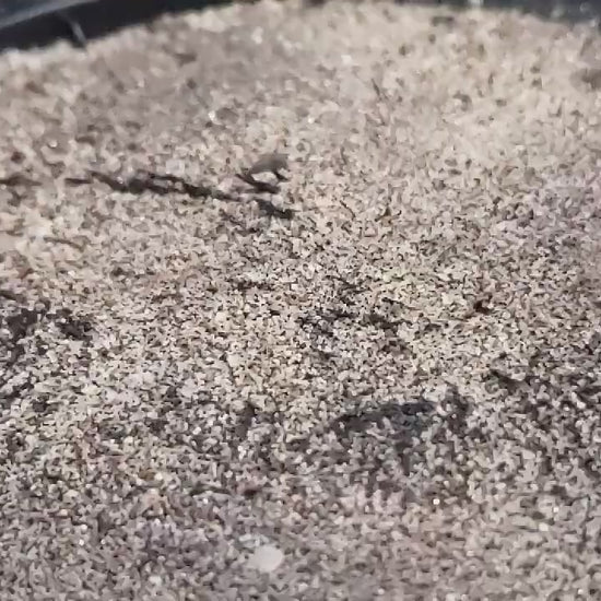 Pulsing Magnetic Field Slow Motion